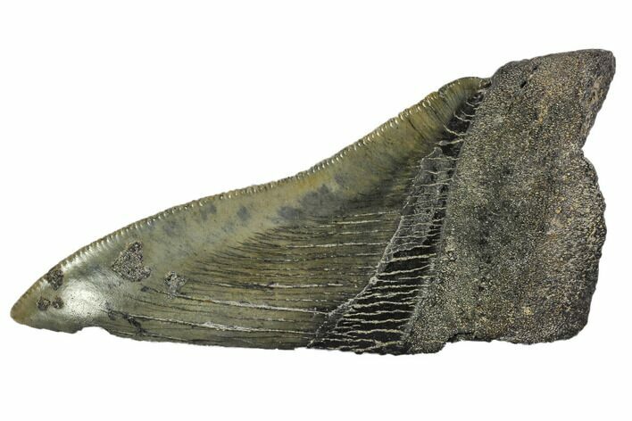 Partial Fossil Megalodon Tooth - Serrated Blade #106942